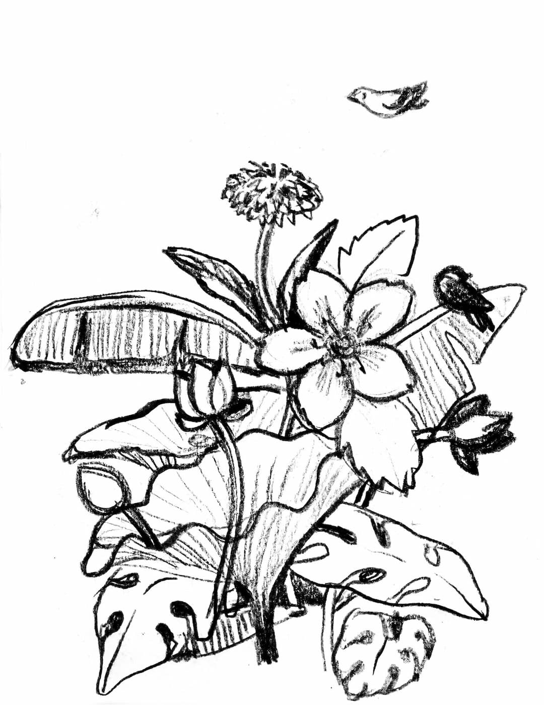 Charcoal illustration of a garden cluster — plumeria, marigold and birds