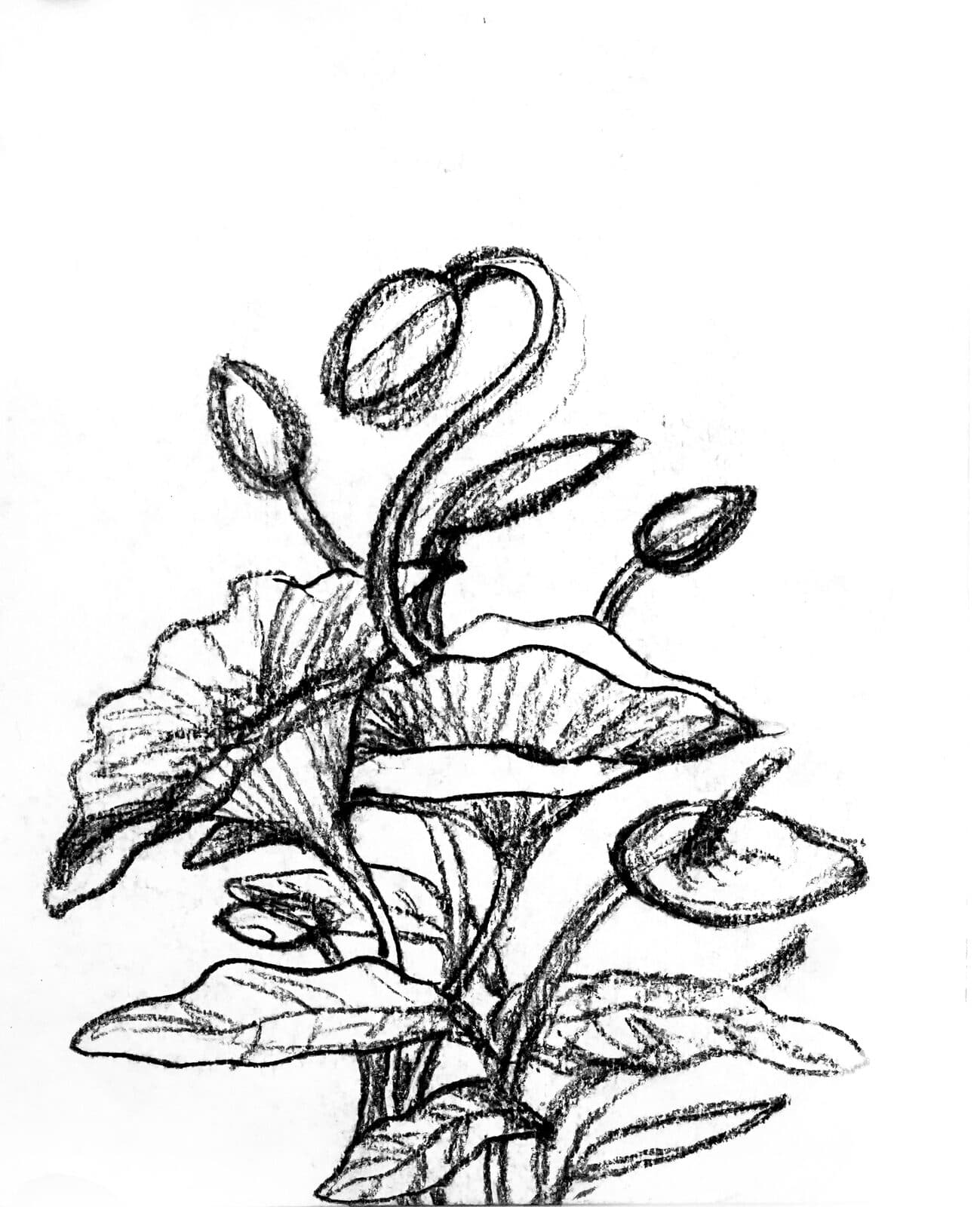 Charcoal study of lotus buds and leaves
